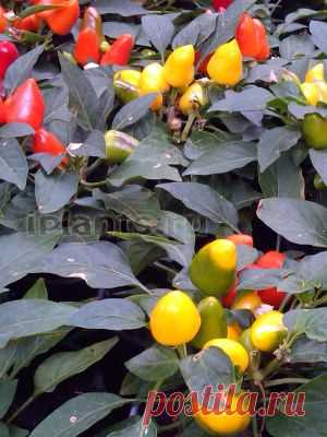 Стручковый перец Capsicum - Комнатные растения и цветы