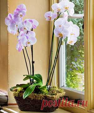 Общие правила ухода за орхидеей