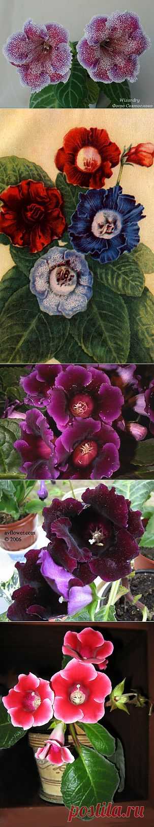 фото цветы глоксиния: