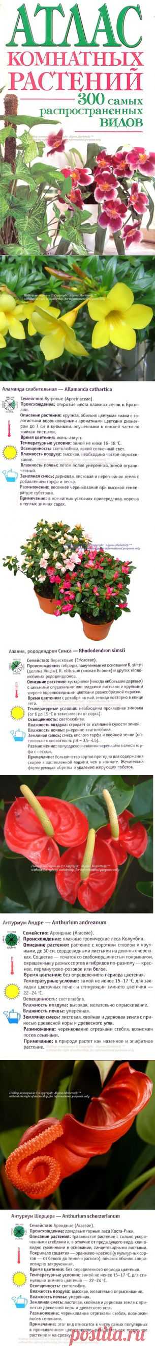 Красивоцветущие домашние растения на А ... Атлас комнатных растений (часть1)