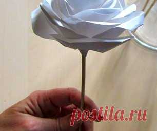 Paper rose Search Results