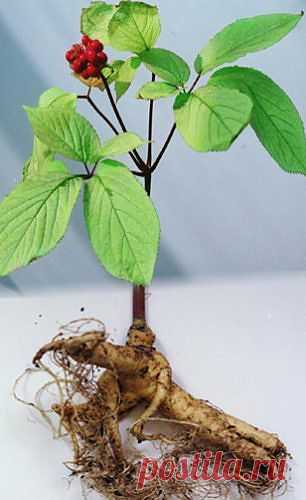 (+1) тема - Растения адаптогены | ОГОРОД БЕЗ ХЛОПОТ