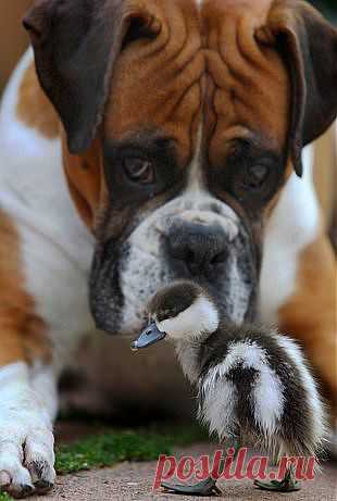 We're the best of friends: Abandoned duck forms unlikely bond with a dog called Romeo - Yahoo News UK