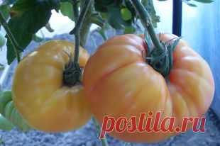 Удивительные сорта томатов — 6 соток