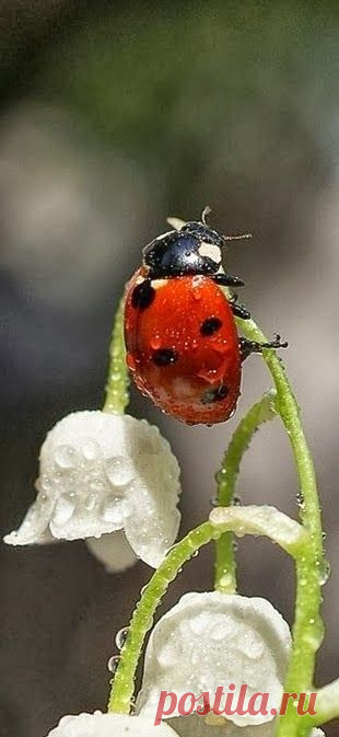 LadyBug | Flowers