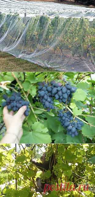 (+1) тема - Как можно укрыть виноградник | 6 соток