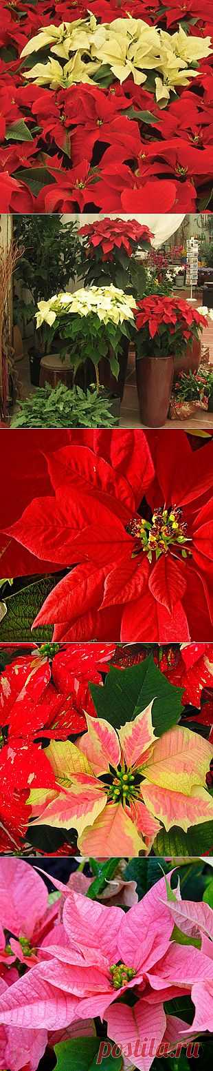 Рождественская звезда Пуансетия: как ухаживать, фото пуансетии | Любимые цветы