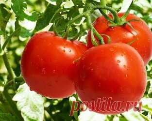 Как избавить томаты от дефицита магния во время плодоношения. Подкормки из разных частей свеклы