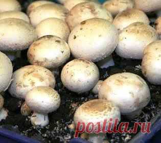 Как вырастить грибы дома