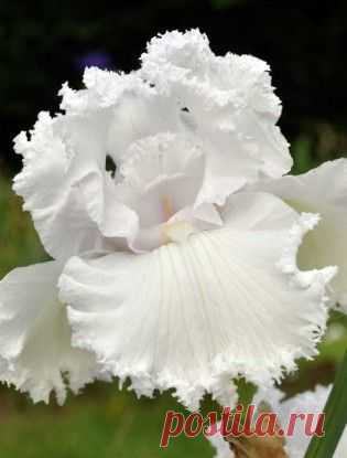 ~Iris 'Queen Of Angels' | Just Iris~