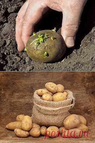 Всё,что нужно знать о выращивании картофеля.