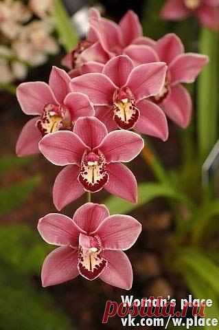 Как заставить Орхидею фаленопсис зацвести?... / Природа / комнатные цветы / Pinme.ru / Алла Рыбчинская