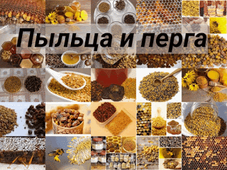 ru: Пчелиная пыльца, перга: превращение пыльцы в пергу, какие полезные свойства у перги, для чего применяют пыльцу? 8