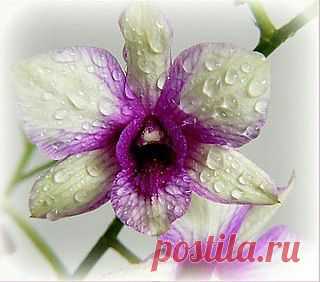 Нужно ли обрезать отцветшую орхидею? Орхидея... / Природа / комнатные цветы / Pinme.ru / Алла Рыбчинская