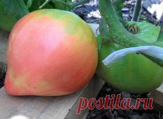 Вкусный Огород: Какие сорта помидор лучше садить

Опыт огородников.