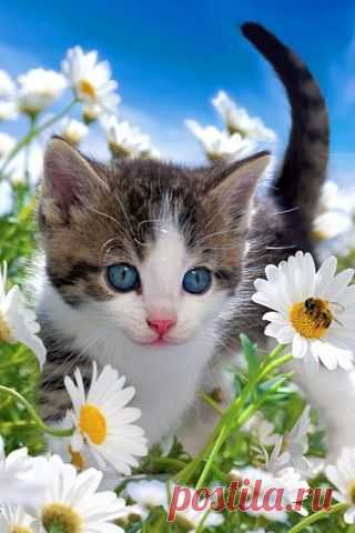 ✯ Cute Little Kitten