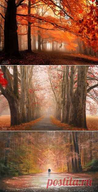 Волшебный мир Карпат: изумительно красивые фотографии осеннего леса