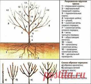 ➡ Моя Уютная Дача, сад и огород ✔ Подпишись