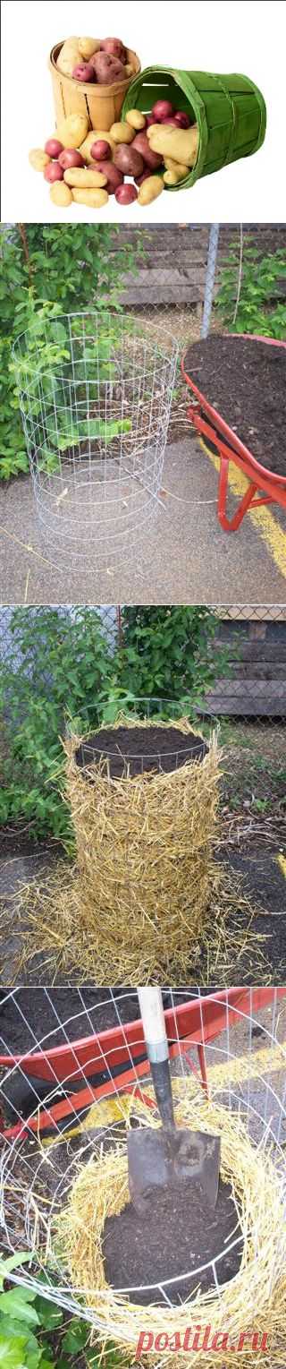 Как вырастить ведро картошки с квадратного метра