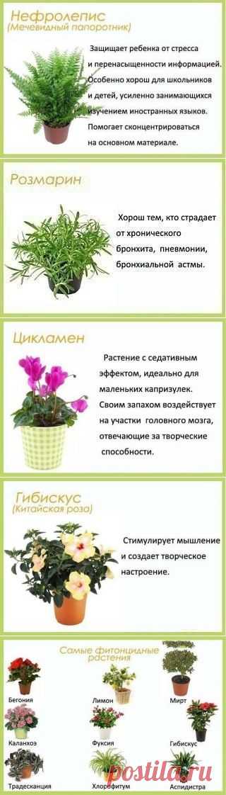 Цветы в детскую.. =)