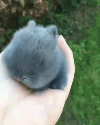 Маленький милый кролик на ладони - GIF