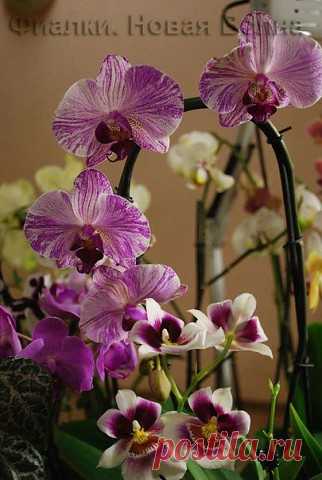 Ухаживаем за фаленопсисом (орхидеями) круглый год, ПРАВИЛЬНО.