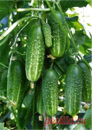 Если переросли огурцы, есть замечательный рецепт, по которому их можно замариновать на зиму
Делаются эти огурцы в горчичной заливке.Нам понадобитсяОгурцы 1,5 кгмасло подсол. АРОМАТНОЕ 0,5 стуксус 9% 0,5 стсоль 1,5 ст.лсахар 0,5 стперец черный молотый 1-2 ч.л (по вкусу)чеснок 1 головка(должн…