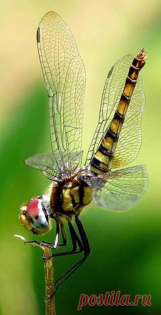 ...dragonfly... | Flutterbys & Flying Dragons