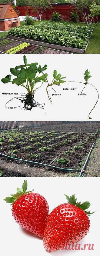 Выращивание клубники в открытом грунте. Необычные агротехнологии выращивания клубники.
