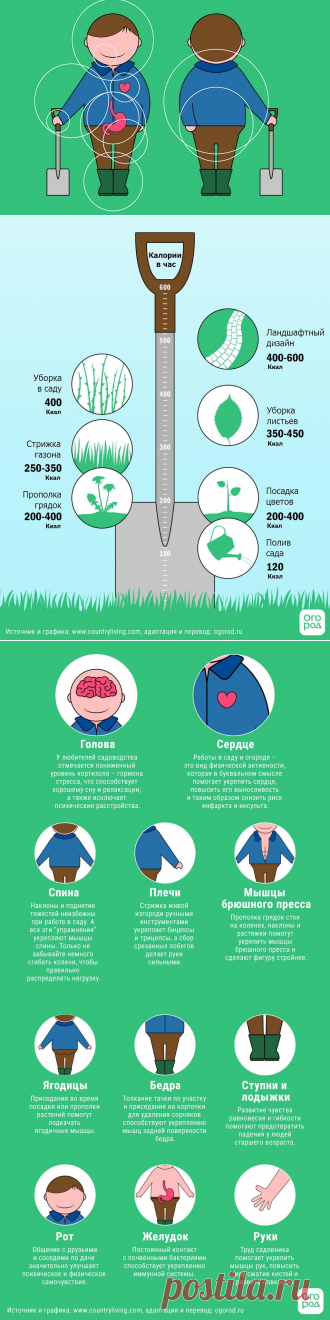 Ученые выяснили, как садоводство влияет на наше здоровье | Новости (Огород.ru)
