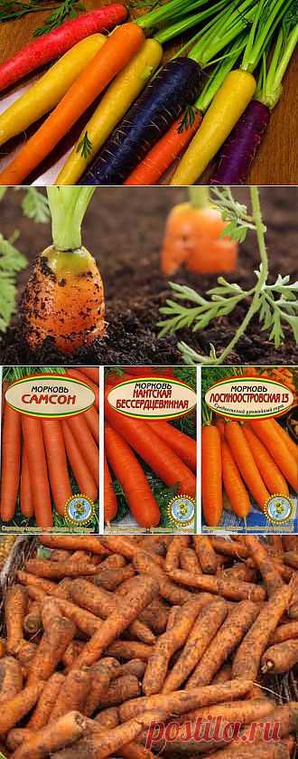 Выращивание моркови в открытом грунте. Сорта моркови.