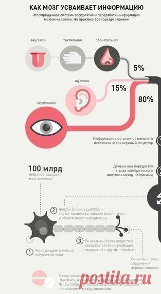 Как мозг усваивает и запоминает информацию. Как лучше всего запоминать информацию.