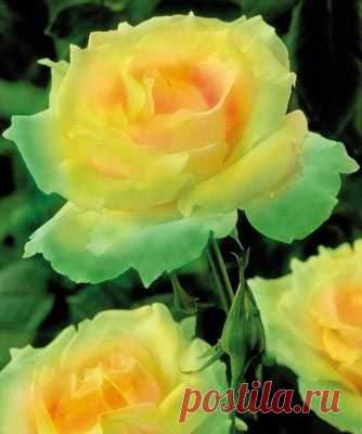 I have these ordered.... Mint Julep rose... gorgeous! | LANA WALES приколол(а) это к доске ROSES JUST ROSES