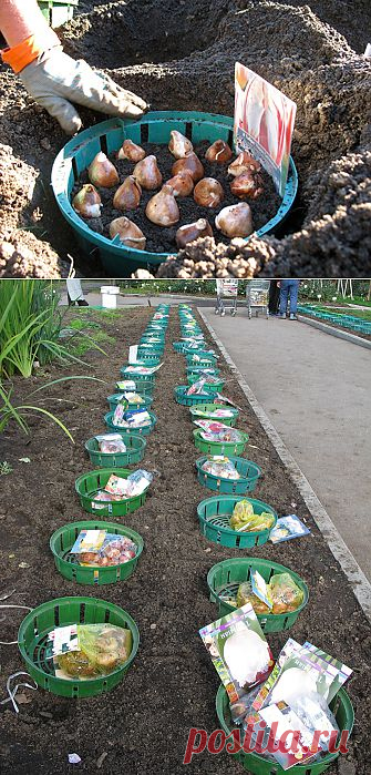 Посадка тюльпанов.