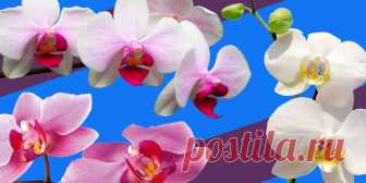 Как поливать орхидею, чтобы она хорошо росла - Лайфхакер