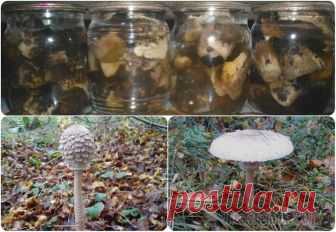 Маринованные грибы «Зонтики» Рецепт маринования очень вкусных и полезных грибов зонтиков.Для заготовки впрок маринованных зонтиков нам понадобится:— грибы зонтики (молодые, со слегка раскрывшимися шляпками;— вода (для варки и мар...