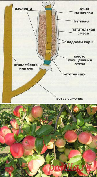 Как вырастить саженец яблони воздушным отводком — 6 соток