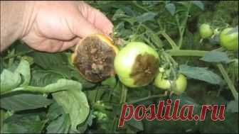 Самые эффективные средства против фитофторы на томатах