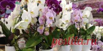 Орхидея без корней — Все цветы