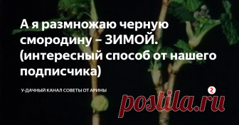 А я размножаю черную смородину – ЗИМОЙ. (интересный способ от нашего подписчика) Как зимой размножить черную смородину