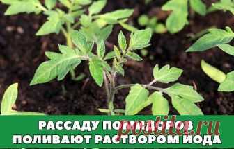 Рассаду помидоров поливают раствором йода для более быстрого роста (1 капля на три литра). После применения этого раствора рассада зацветёт быстрее, а плоды будут крупнее. Может йод защитить помидоры и от фитофторы. Для этого Вам понадобятся несколько капель йода и 250 грамм молока, смешайте их с 1 литром воды.

Раствор - одна капля йода на три литра воды, этим йодным раствором надо один раз полить рассаду томатов. От этого увеличиться продуктивность и будут побольше плоды...