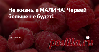 Не жизнь, а МАЛИНА! Червей больше не будет!  Начните профилактику уже сейчас!
В этой статье расскажу, как избавиться от червей в малине.