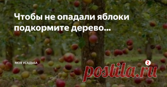 Чтобы не опадали яблоки подкормите дерево... Ежегодно с приходом весны опытные садоводы начинают проводить обработку и подкормку плодовых деревьев и кустарников. Ведь именно эти манипуляции являются залогом отличного урожая. И яблоня не исключение, ее садоводы рекомендуют подкармливать 4 раза за сезон. Первую подкормку необходимо провести уже в апреле, вторая проводиться, когда дерево начинает цвести, третья во время налива яблок, и четверта