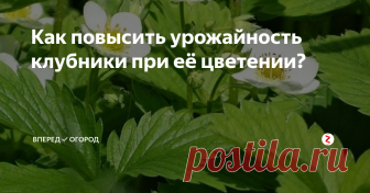 Как повысить урожайность клубники при её цветении? Цветение - это главный этап в жизни клубники. В этот период клубника требует особого ухода и внимания.
Что нужно сделать, чтобы клубника завязала как можно больше ягод и порадовала нас своим урожаем?
Во-первых, осмотрите ваши грядки с клубникой. Если увидели, что кустики выпустили 