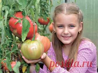 Обзор урожайных томатов с описанием, характеристикой и отзывами (в том числе скороспелые, сладкие, высокорослые, розовоплодные, тепличные, грунтовые).