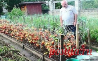Дедовский рецепт для выращивания томатов