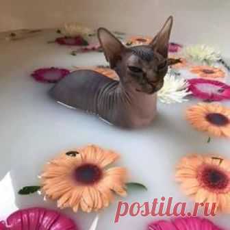 This hairless cat does not look happy