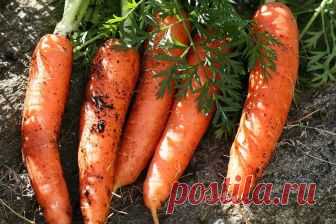 Морковь: как ускорить появление всходов - Good-Tips.Pro - Полезный журнал