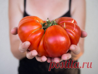 7 вкусных сортов-гигантов томатов. Выбор на 2019 год | Дачная жизнь | Яндекс Дзен