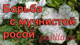 Как бороться с мучнистой росой Опытные садоводы любители, особенно при несильном поражении мучнистой росой растений, применяют не химические препараты, а настой коровяка. В правильно приготвленном настое развиваются микроорганизмы, разрушающие грибницу мучнистой росы...